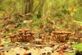 Honey agarics Royalty Free Stock Photo