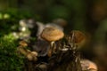 Honey agarics. Forest mushroom. Royalty Free Stock Photo