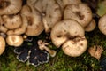 Honey agarics. Forest mushroom. Royalty Free Stock Photo