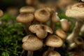 Honey agarics. Forest mushroom. Royalty Free Stock Photo