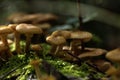 Honey agarics. Forest mushroom. Royalty Free Stock Photo