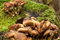 Honey agarics. Forest mushroom. Royalty Free Stock Photo