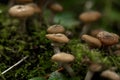 Honey agarics. Forest mushroom. Royalty Free Stock Photo