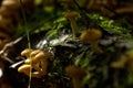 Honey agarics. Forest mushroom. Royalty Free Stock Photo