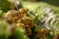 Honey agarics. Forest mushroom. Royalty Free Stock Photo