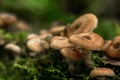 Honey agarics. Forest mushroom. Royalty Free Stock Photo