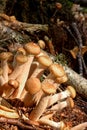 Honey agarics. Forest mushroom. Royalty Free Stock Photo