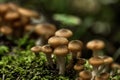 Honey agarics. Forest mushroom. Royalty Free Stock Photo