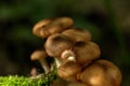 Honey agarics. Forest mushroom. Royalty Free Stock Photo