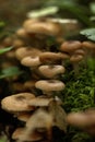 Honey agarics. Forest mushroom. Royalty Free Stock Photo