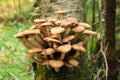 Honey agarics on a tree Royalty Free Stock Photo