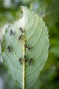 Honey Ants Aphids Royalty Free Stock Photo