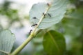 Honey Ants Aphids