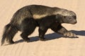 Honey Badger Royalty Free Stock Photo