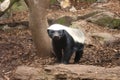 Honey Badger Royalty Free Stock Photo