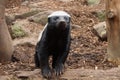 Honey Badger Royalty Free Stock Photo