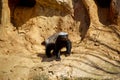 The honey badger basks in the sun on a stone at the zoo