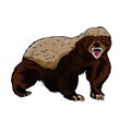 Honey badger illustration color vector