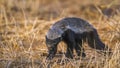 Honey badger in Kruger National park, South Africa