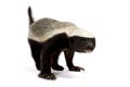 Honey badger Mellivora capensis