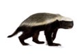 Honey badger Mellivora capensis