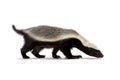 Honey badger Mellivora capensis Royalty Free Stock Photo