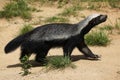 Honey badger (Mellivora capensis) Royalty Free Stock Photo