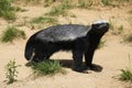 Honey badger (Mellivora capensis) Royalty Free Stock Photo