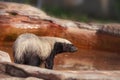 Honey badger Mellivora capensis is known for being tough Royalty Free Stock Photo