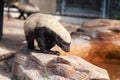 Honey badger Mellivora capensis is known for being tough Royalty Free Stock Photo