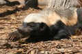 honey badger, Mellivora capensis, is a rare beast in Africa Royalty Free Stock Photo