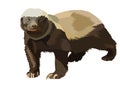 Honey badger ratel