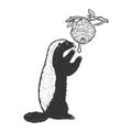 Honey badger ratel sketch vector illustration Royalty Free Stock Photo
