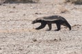 Honey Badger running profile desert