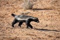 Honey Badger