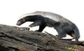 Honey badger Royalty Free Stock Photo