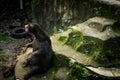 A honey bear sitting on the rock in dried pool photo taken in Jakarta Indonesia