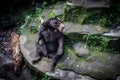 A honey bear sitting on the rock in dried pool photo taken Jakarta Indonesia