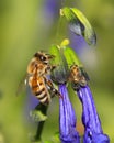 Honey Bee Royalty Free Stock Photo