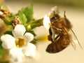 Honey Bee Royalty Free Stock Photo
