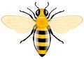 Honey Bee Royalty Free Stock Photo