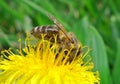 Honey-bee Royalty Free Stock Photo