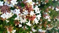 Close up of Honey Bee in an Abelia bush