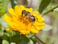 honey bee Royalty Free Stock Photo