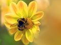 Honey bee amongst matching Dahlia flower tones. Royalty Free Stock Photo