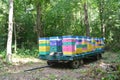 Honey bee apiary relocation. Colorful beehives on the transportation platform, trailer platform to collect nectar in linden forest Royalty Free Stock Photo