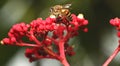 Honey Bee (Apis Cerana) on The Flowers Royalty Free Stock Photo