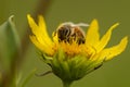 Honey Bee Royalty Free Stock Photo