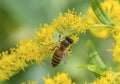 Honey Bee: Apis dorsata collecting nector from bunch of flowers