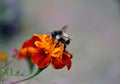 Honey bee(Apis dorsata) on a marigold flower collecting honey from flower